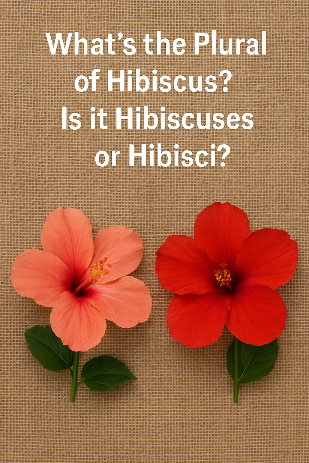 Hibiscuses or Hibisci